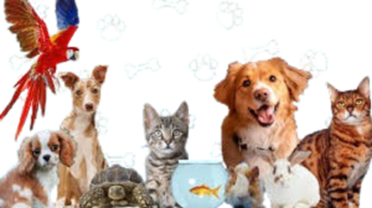 Pet Services in the Lake Martin Alabama Area